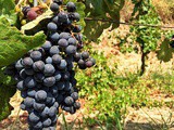 Barone di Villagrande: cantina, resort e osteria di qualità a Milo