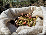 Il pistacchio verde di Bronte Dop