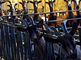 La robiola di Roccaverano Dop, eccellenza caprina tra le colline Unesco