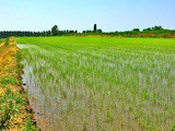Riso: torna il “Razza 77”. Sfida al “Carnaroli” per il risotto perfetto