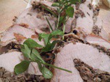 Pork Loin with Mushroom Duxelle Stuffing