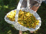 Confiture de mirabelle à la vanille