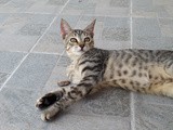 Cutest Kitten Playing with a Cicada