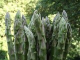 Asparagus Soup