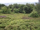 Bilberry Foraging [...and Happy Yorkshire Day!]