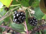 Bramble, Elderberry and Port Jam