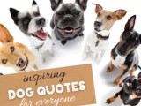 Adorable and Inspiring Dog Quotes