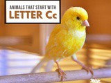 Animals That Start With Letter c