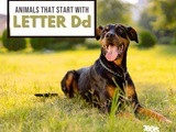 Animals That Start With Letter d