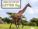 Animals That Start With Letter g