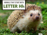 Animals That Start With Letter h