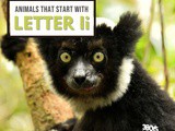 Animals That Start With Letter i