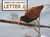 Animals That Start With Letter j