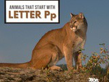 Animals That Start With Letter p
