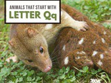 Animals That Start With Letter q
