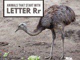 Animals That Start With Letter r