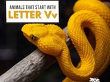Animals That Start With Letter v
