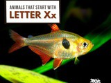 Animals That Start With Letter x