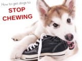 How to Stop Dog Chewing Behavior