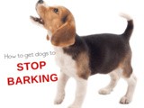How to Stop Dogs from Constantly Barking