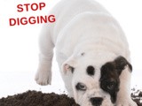 How to Stop Dogs from Digging