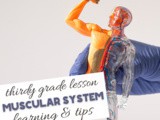 Learn the Muscular System {Third Grade Unit Study}