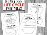 Lifecycle of a Honey Bee Worksheets