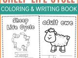 Super-Cute Sheep Life Cycle Handwriting and Coloring Pages