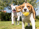 The Beneful Dream Dog Park Project: Building Community Between Pets and People