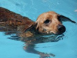 Throw a great pool party