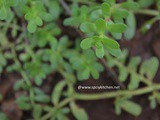 Health Benefits of Brahmi | Uses of Brahmi