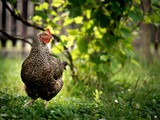 Pasture-Raised Chicken: a Perfect Protein Source