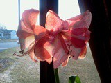 Amaryllis