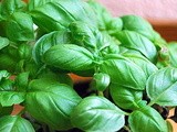 Basil Oil