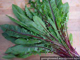 Planting Overwintered Dandelion