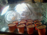 Seed starting fun