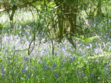 A Really Useful Soufflé Recipe plus a Walk in the Bluebell Woods