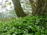 Wild Garlic ~ Calloo, Callay