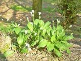 Wild Garlic