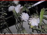 Brahma Kamal (Bethlehem lily) Importance And Benefits
