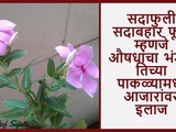 Evergreen Flower Sadafuli Sadabahar Health Benefits in Marathi