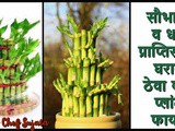 For Wealth & Good Luck Keep the Bamboo Plant At Home In Marathi