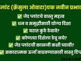 Jade Plant Vastu Tips | Best Direction To Place Jade Plant For Wealth, Prosperity & Positive Energy