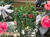 Jaswand Fulache Gundharm (Hibiscus)  In Marathi