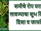Shami Plant Benefits As Per Astrology in Marathi