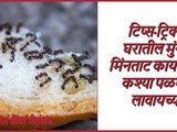 Tips & Tricks: How to get rid of Ants From Kitchen in Marathi