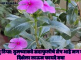 Vastu Tips: Sadabahar Plant Vastu Direction At Home In Marathi