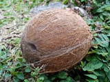 Coconut