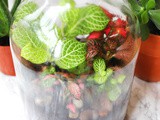 How to Make a Terrarium