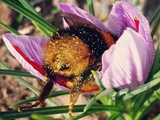 Bee that as it may